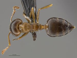 Mcz-ent00669688 Crematogaster ashmeadi had.jpg