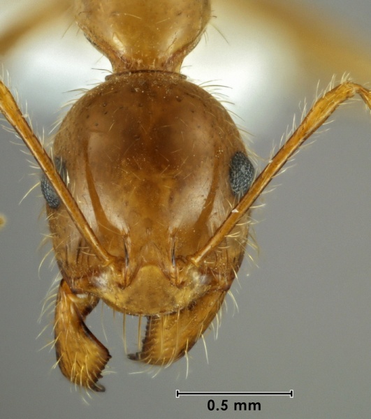 File:Aphaenogaster mediterrae holotype ANIC32-031016 head 50-Antwiki.jpg