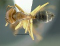 Camponotus-irritans-pallidusDM1.jpg