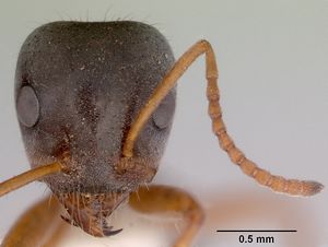 Iridomyrmex cephaloinclinus head view