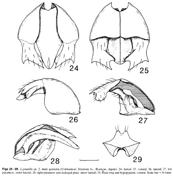 File:Ogata et al. 1995 F24-29.jpg