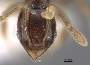 Pheidole laselvoides CASENT0646660 h.jpg