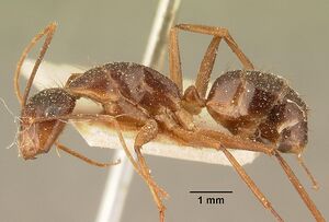 Camponotus maculatus casent0101110 profile 1.jpg