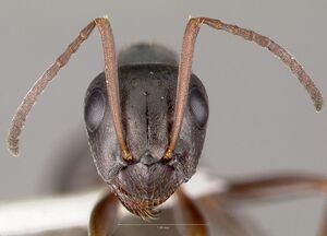 Formica hewitti casent0005881 head 1.jpg