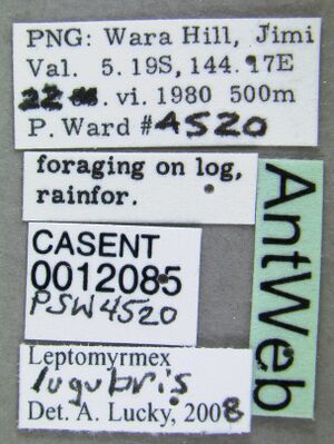 Leptomyrmex lugubris casent0012085 label 1.jpg