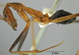 Leptomyrmex rothneyi side view