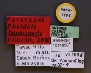 Pheidole tawauensis casent0901656 l 1 high.jpg