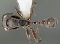 Pseudomyrmex pupa casent0005849 dorsal 1.jpg