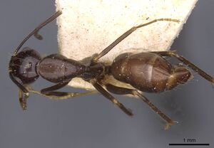 Camponotus barbatus casent0910135 d 1 high.jpg