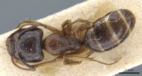 Camponotus simus casent0905448 d 1 high.jpg