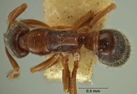 Hypoponera scitula top view