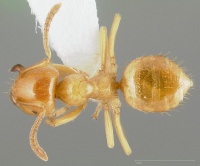 Lasius californicus casent0005398 dorsal 1.jpg