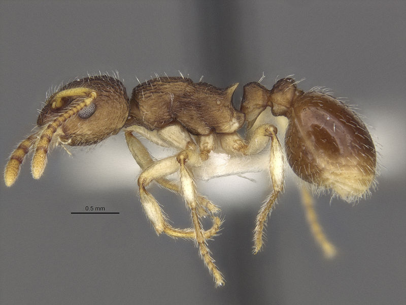 File:Myrmica semiparasitica holotype MCZ side.jpg
