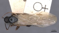 Polyrhachis keratifera casent0912152 d 1 high.jpg