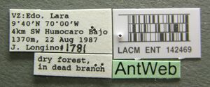 Pseudomyrmex pallens lacm ent 142469 label 1.jpg