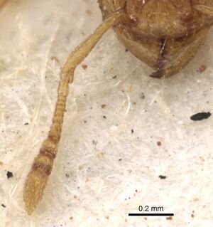 Tetramorium flaviceps casent0901129 h 2 high.jpg