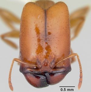 Pheidole absurda casent0103139 head 1.jpg