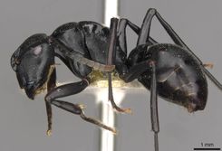 Polyrhachis ops casent0910775 p 1 high.jpg