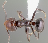 Technomyrmex lujae casent0417897 dorsal 1.jpg