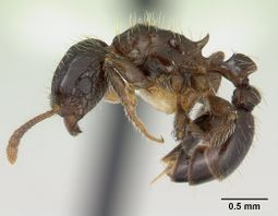 Tetramorium pullulum casent0178338 profile 1.jpg