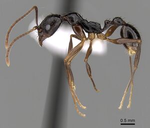 Aphaenogaster honduriana casent0625320 p 1 high.jpg