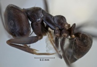 Iridomyrmex cuneiceps side view