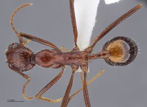 MCZ-ENT00523755 Aphaenogaster cockerelli had.jpg