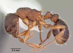 Myrmica monticola casent0104835 profile 1.jpg