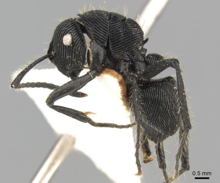 File:Polyrhachis sulcata casent0906821 p 1 high.jpg