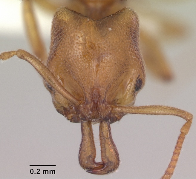 File:Anochetus punctaticeps sam-hym-c007206a head 1.jpg