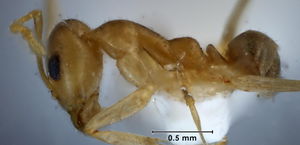 Iridomyrmex exsanguis side view