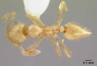 Monomorium australicum casent0178387 d 1 high.jpg