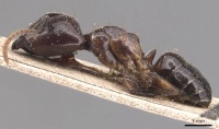 Camponotus beccarii casent0905441 p 1 high.jpg