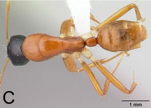 Camponotus lamosy F18c.jpg