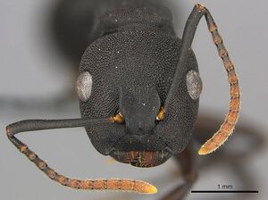 Phasmomyrmex aberrans casent0250082 h 2 high.jpg