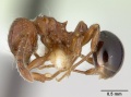 Pristomyrmex africanus casent0178302 profile 1.jpg