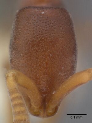 Probolomyrmex guineensis casent0101725 head 1.jpg