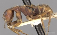 Camponotus coriolanus casent0910675 p 1 high.jpg