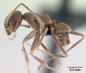 Dorymyrmex brunneus casent0192698 profile 1.jpg