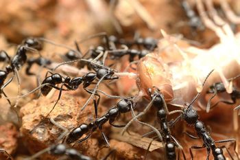 Leptogenys diminuta with milliped prey, India, Manoj Vembayam.jpg