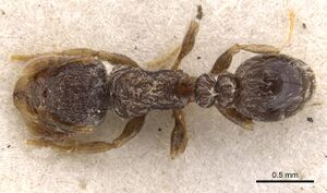 Tetramorium inezulae casent0901154 d 1 high.jpg