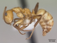 Camponotus dimorphus casent0173412 profile 1.jpg