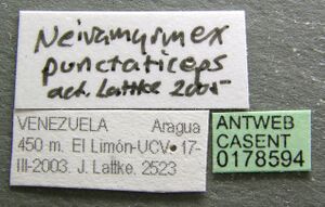 Neivamyrmex punctaticeps casent0178594 label 1.jpg