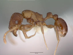 Tetramorium praetextum castype13391 profile 1.jpg