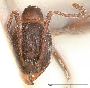 Aphaenogaster caeciliae focol0498 h 1 high.jpg