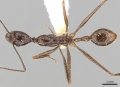 Aphaenogaster feae casent0280950 d 1 high.jpg