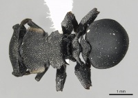 Cephalotes femoralis D casent0627943.jpg