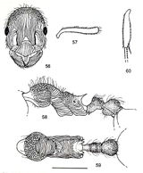 Myrmica yunnanensis.jpg