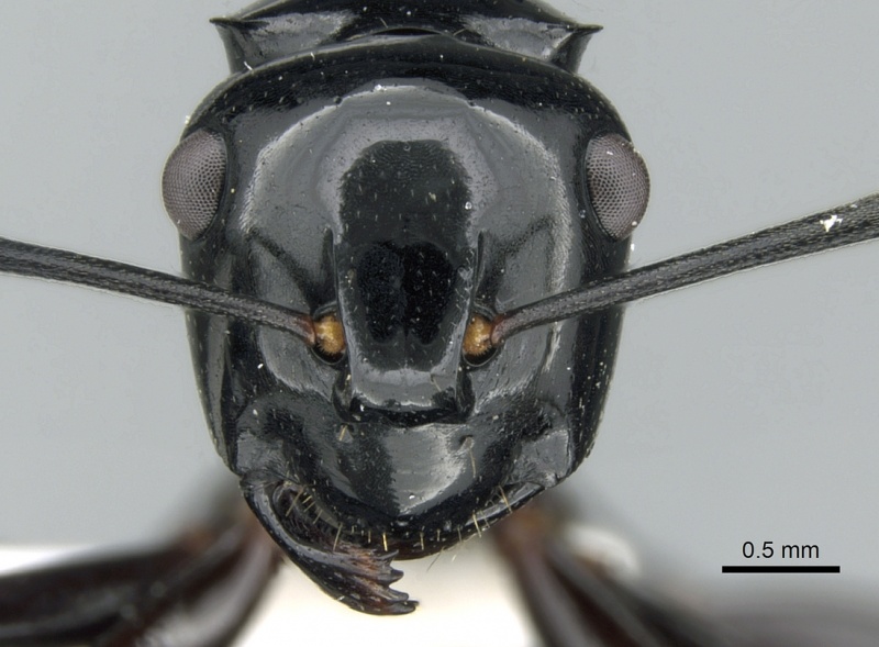 File:Polyrhachis semipolita casent0906567 h 1 high.jpg