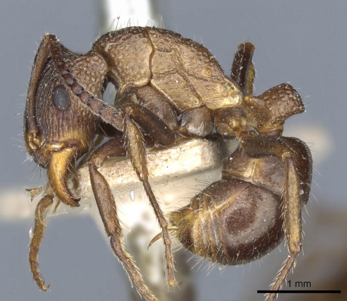 File:Rhytidoponera tasmaniensis casent0903828 p 1 high.jpg